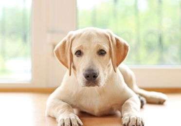 來了解狗狗可以和人一起上床睡覺嗎？